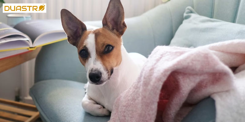 Designing a Pet-Friendly Home Creating a Comfortable Environment for Pets